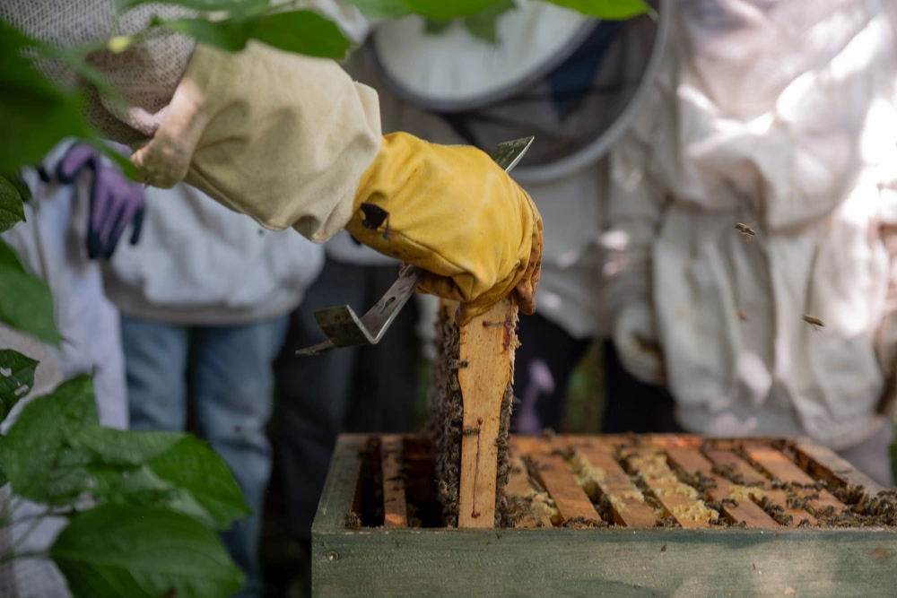 Nici nimmt gerade eine Wabe aus dem Honigbienenvolk