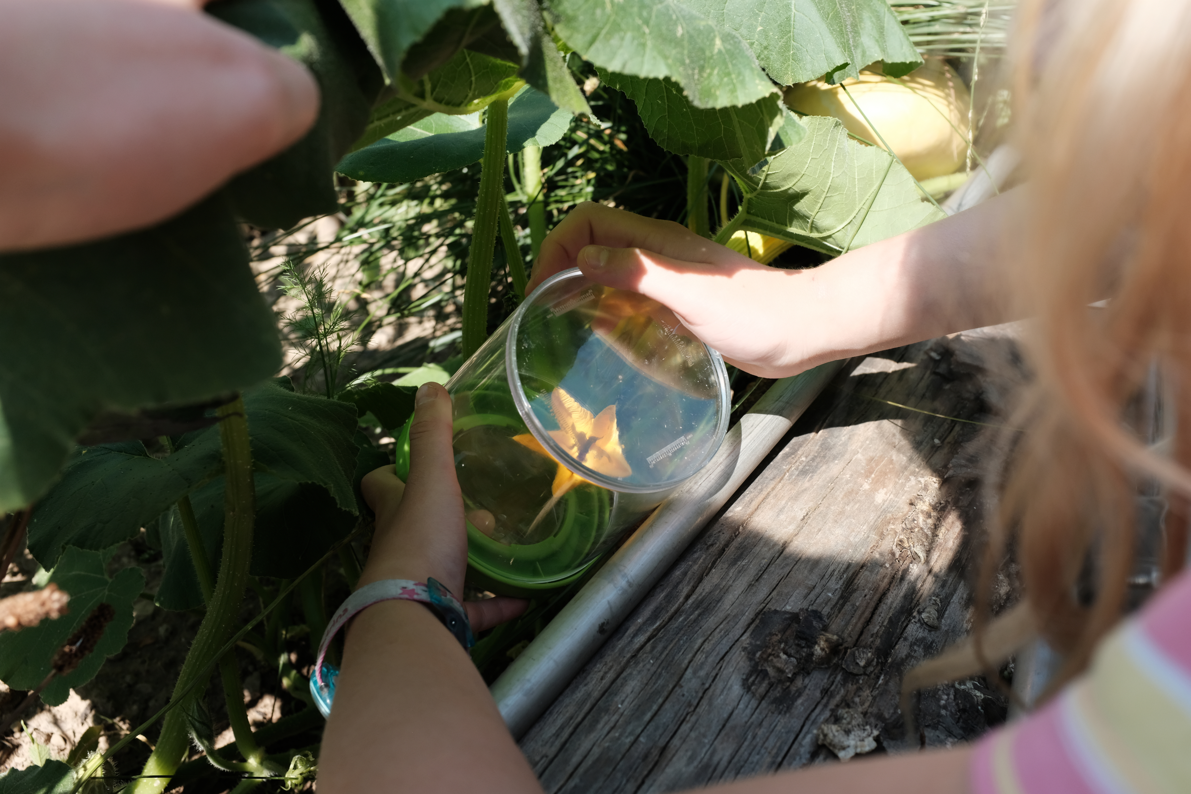 Eine Teilnehmerin beobachtet eine Biene unter dem Lupenglas